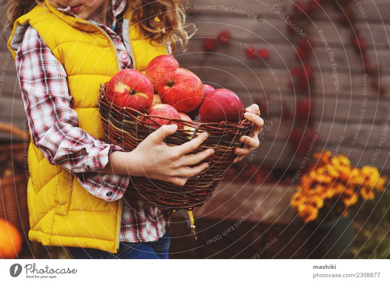 Kind Mädchen beim Pflücken von frischen Äpfeln auf dem Bauernhof Frucht Apfel Haus Garten Herbst lustig fallen Ernte Landwirt Eigenheimwachstum Gärtner