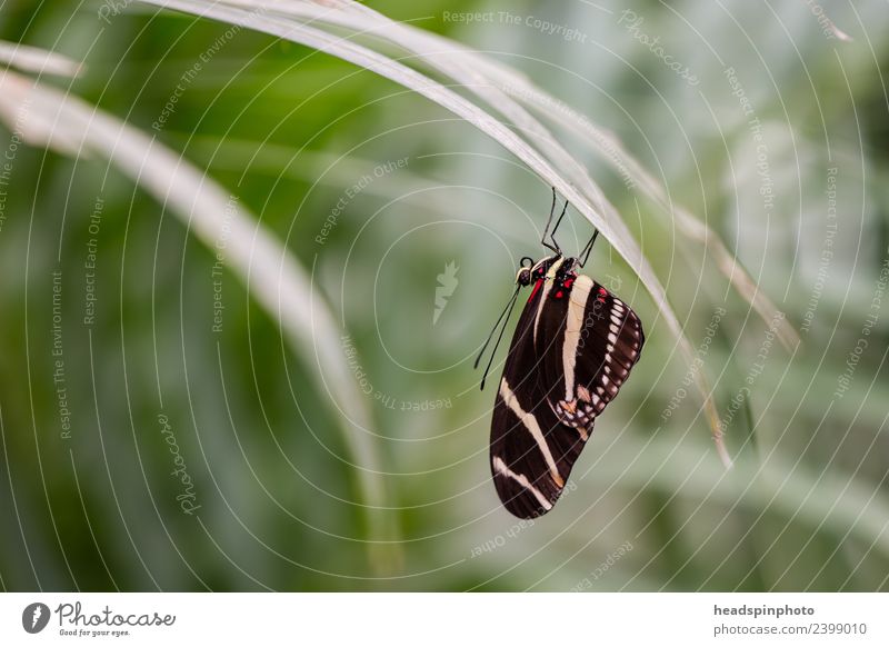 Schwarzer Schmetterling sitzt kopfüber auf einem Blatt Umwelt Natur Pflanze Tier Gras Flügel 1 ästhetisch Leichtigkeit ruhig Umweltschutz schön zierlich