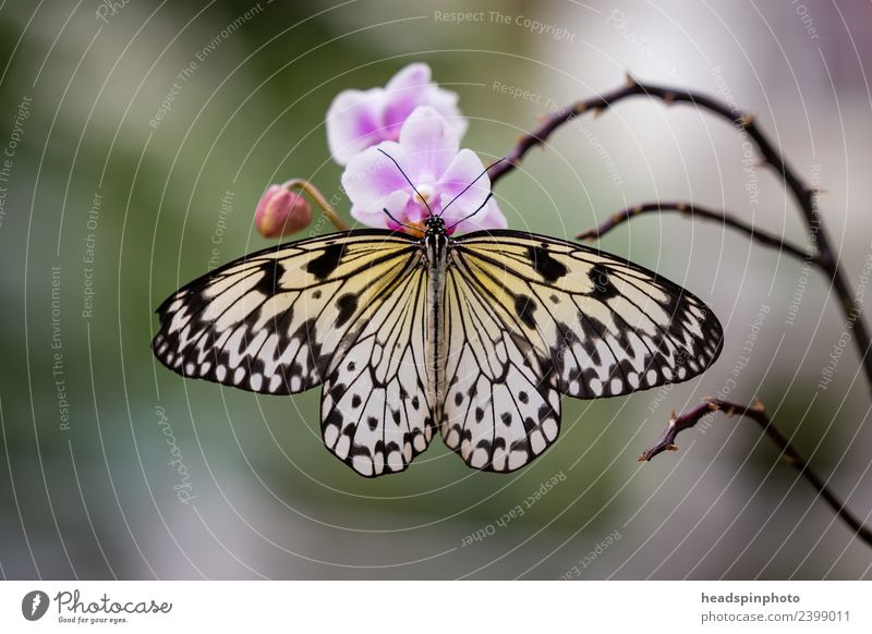 Schmetterling mit offenen Flügeln aus Orchidee Wellness Leben Wohlgefühl Ferien & Urlaub & Reisen Umwelt Natur Pflanze Tier 1 gelb gold violett schwarz