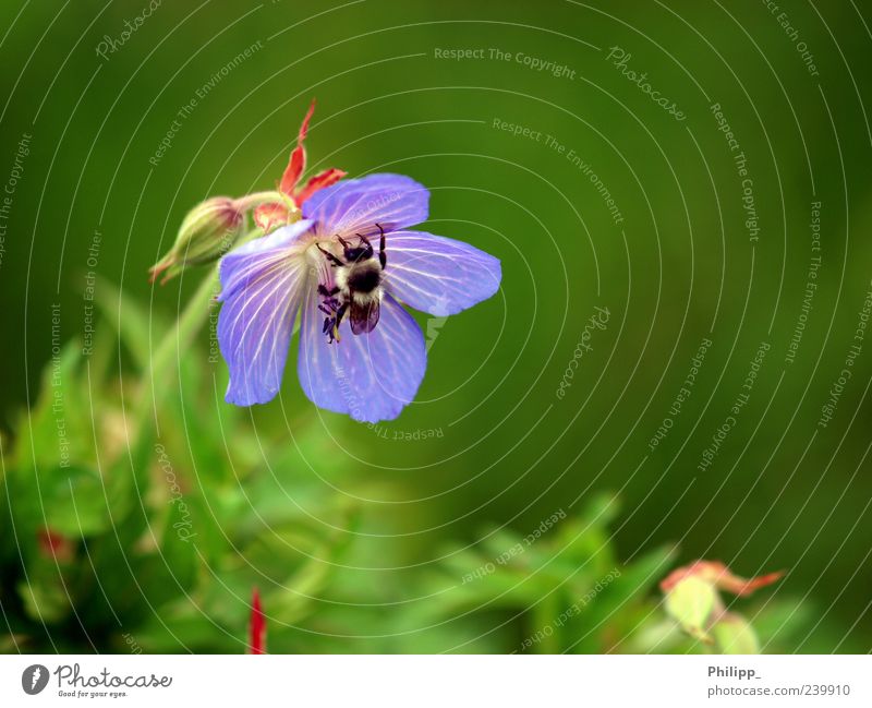 Von Hummeln und Bienchen ... Natur Pflanze Tier Blüte Wildtier 1 Arbeit & Erwerbstätigkeit bestäuben blau fleißig Insekt fliegen grün Frühling Farbfoto