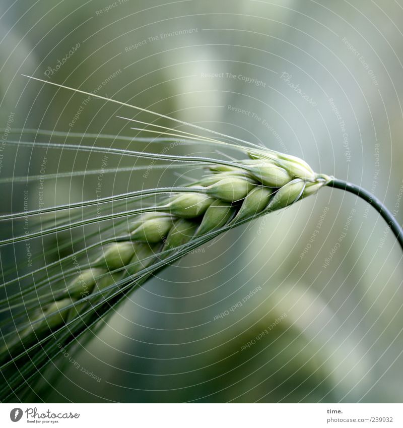 Basics of Life Gerste Getreide Korn Lebensmittel Pflanze Landwirtschaft grün Sommer Ähren Granne Wachstum Textfreiraum oben Textfreiraum unten Natur