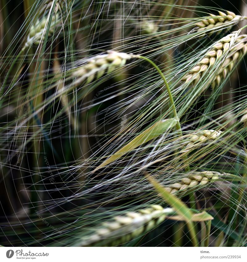 Basics of Life Gerste Getreide Korn Lebensmittel Pflanze Landwirtschaft grün Sommer Ähren Wachstum Natur Getreidefeld Textfreiraum links Menschenleer Gras
