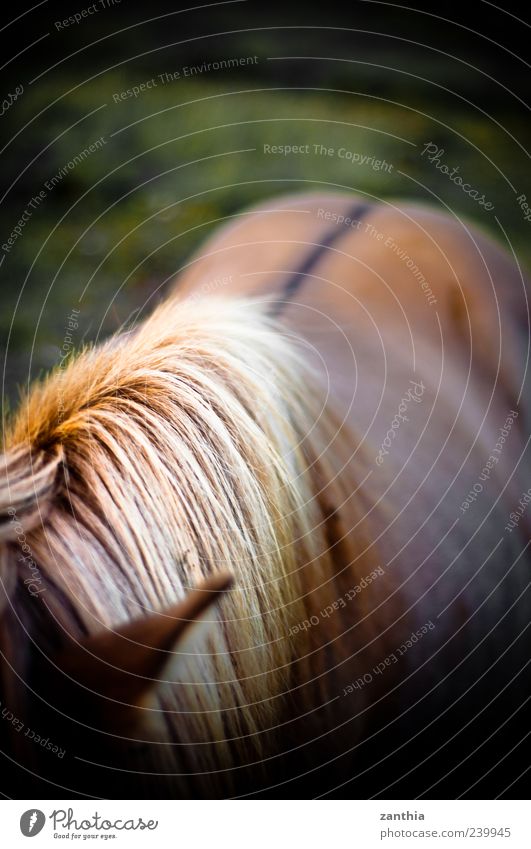 Mähne Tier Pferd 1 stehen natürlich braun gelb gold Tierliebe ästhetisch Bewegung elegant Ferien & Urlaub & Reisen Idylle Natur Island Island Ponys Rücken blond