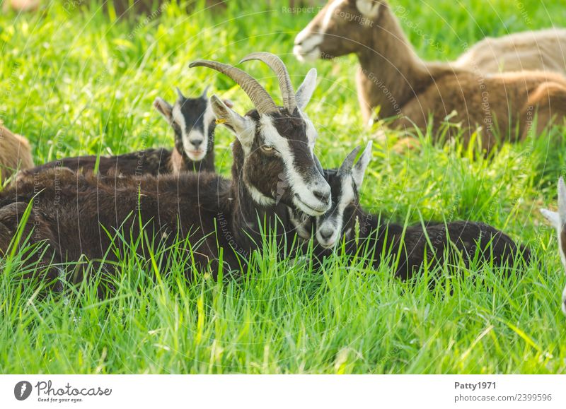 Thüringer Waldziegen Natur Landschaft Wiese Weide Tier Haustier Nutztier Ziegen Tiergruppe Tierfamilie genießen liegen schlafen Erholung Idylle Zusammenhalt