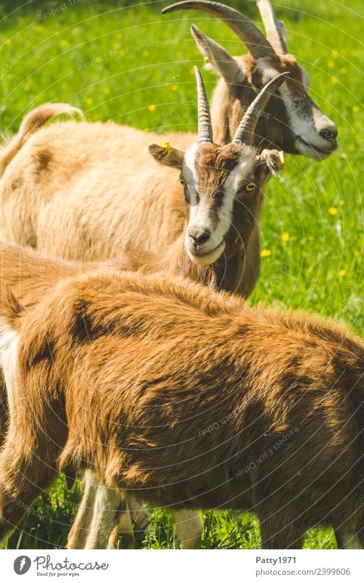 Thüringer Waldziegen Natur Landschaft Wiese Weide Tier Haustier Nutztier Ziegen Tiergruppe Herde Blick stehen Idylle Zusammenhalt Farbfoto Außenaufnahme