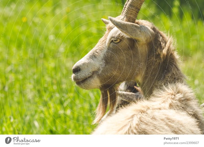Thüringer Waldziege Tier Haustier Nutztier Ziegen 1 liegen Blick Idylle Farbfoto Außenaufnahme Textfreiraum links Tag Sonnenlicht Tierporträt Blick nach vorn