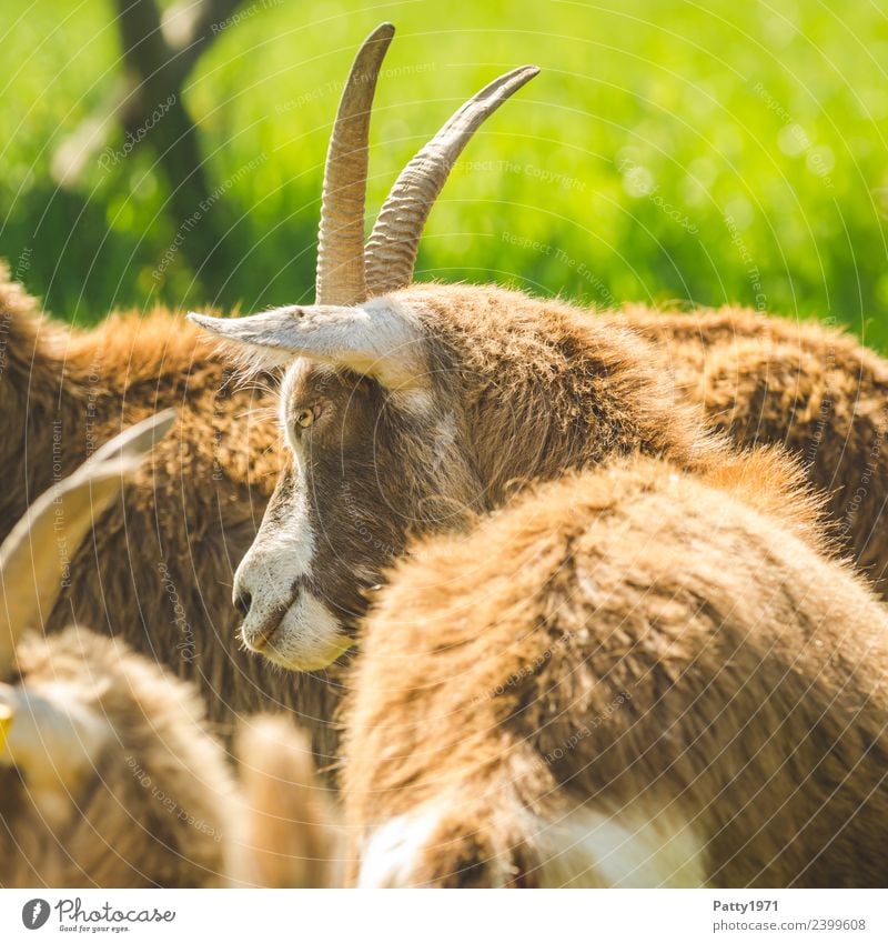Thüringer Waldziege Tier Haustier Nutztier Ziegen 1 Tiergruppe stehen Idylle Farbfoto Außenaufnahme Menschenleer Tag Sonnenlicht Tierporträt Blick nach vorn