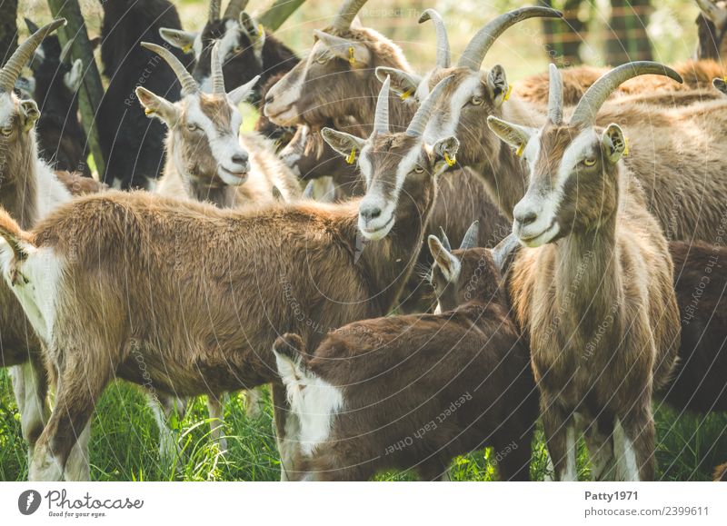 Thüringer Waldziegen Tier Haustier Nutztier Ziegen Ziegenherde Tiergruppe Herde beobachten stehen Idylle Zusammenhalt Farbfoto Außenaufnahme Menschenleer Tag