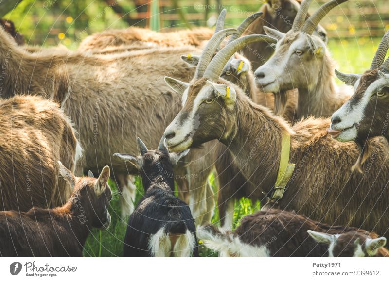 Thüringer Waldziegen Tier Haustier Nutztier Ziegen Ziegenherde Tiergruppe Herde stehen Zusammenhalt Farbfoto Außenaufnahme Menschenleer Tag Schatten Tierporträt