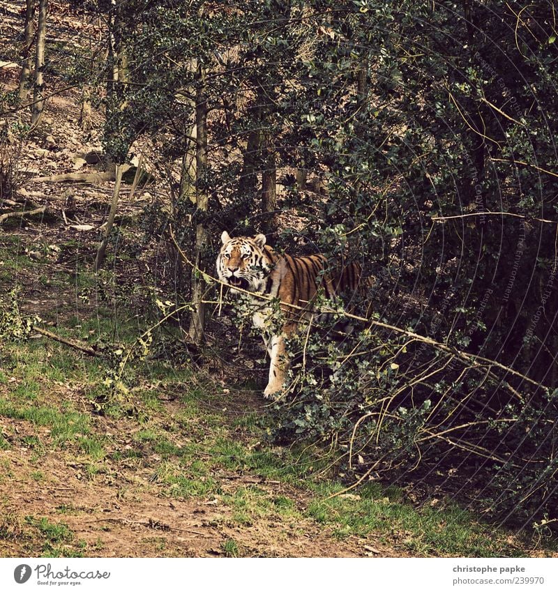 Kätzchen im Wald Natur Tier Wildtier Zoo 1 Aggression exotisch Tiger bedrohlich Farbfoto Außenaufnahme Tag Baum Sträucher Menschenleer Blick stehen