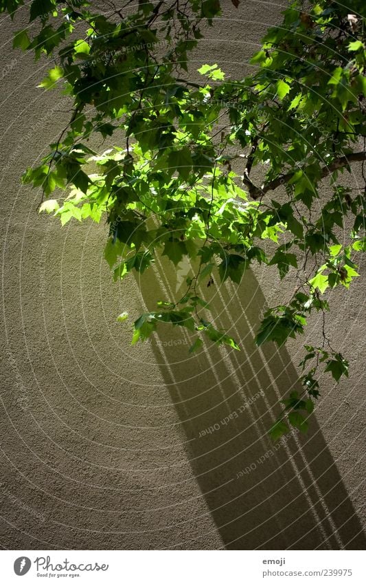 Schattenwurf Frühling Pflanze Baum Mauer Wand Fassade grün Farbfoto Außenaufnahme abstrakt Strukturen & Formen Menschenleer Textfreiraum unten Tag Licht