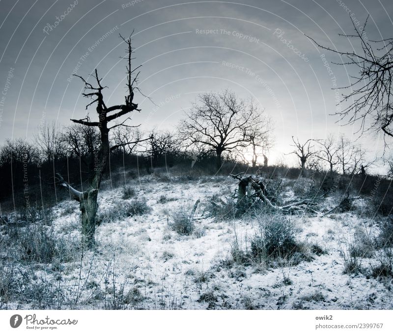 Unwirtliche Gegend Umwelt Natur Landschaft Wolken Horizont Winter Schönes Wetter Eis Frost Schnee Pflanze Baum Sträucher Ast dunkel kalt trist bizarr