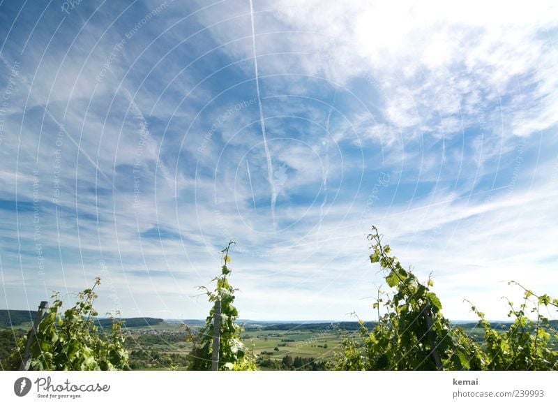 So wächst es sich gut Umwelt Natur Landschaft Pflanze Himmel Wolken Horizont Sonnenlicht Sommer Schönes Wetter Nutzpflanze Wein Feld Weinberg Wachstum blau grün