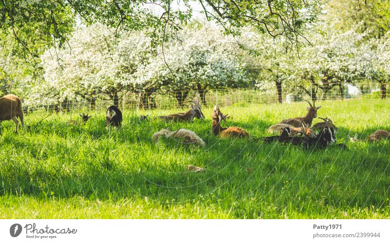 Thüringer Waldziegen Natur Landschaft Wiese Weide Tier Haustier Nutztier Ziegen Ziegenherde Tiergruppe Herde liegen schlafen Erholung Idylle Zusammenhalt