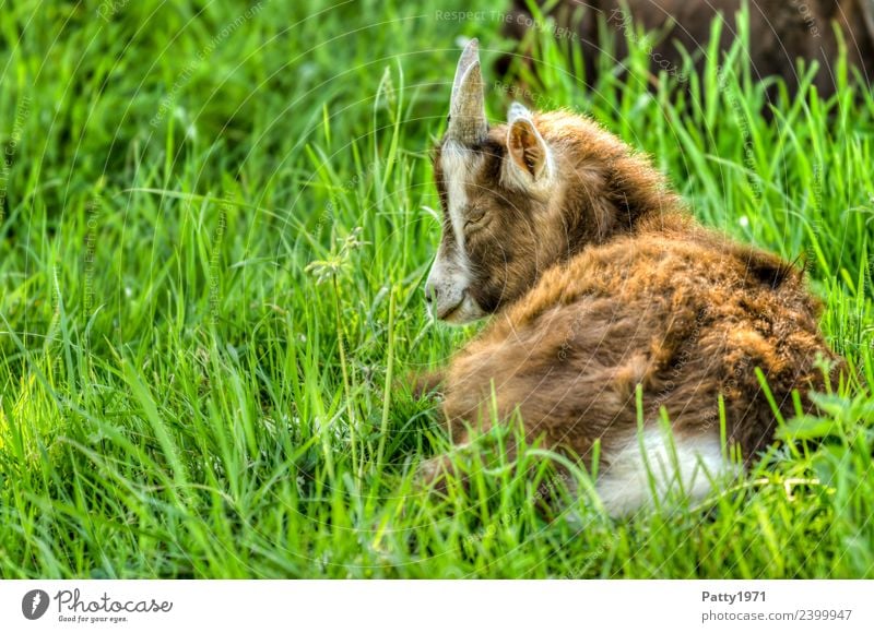 Junge Thüringer Waldziege Natur Landschaft Wiese Weide Tier Haustier Nutztier Ziegen 1 Tierjunges liegen schlafen Erholung Idylle Farbfoto Außenaufnahme