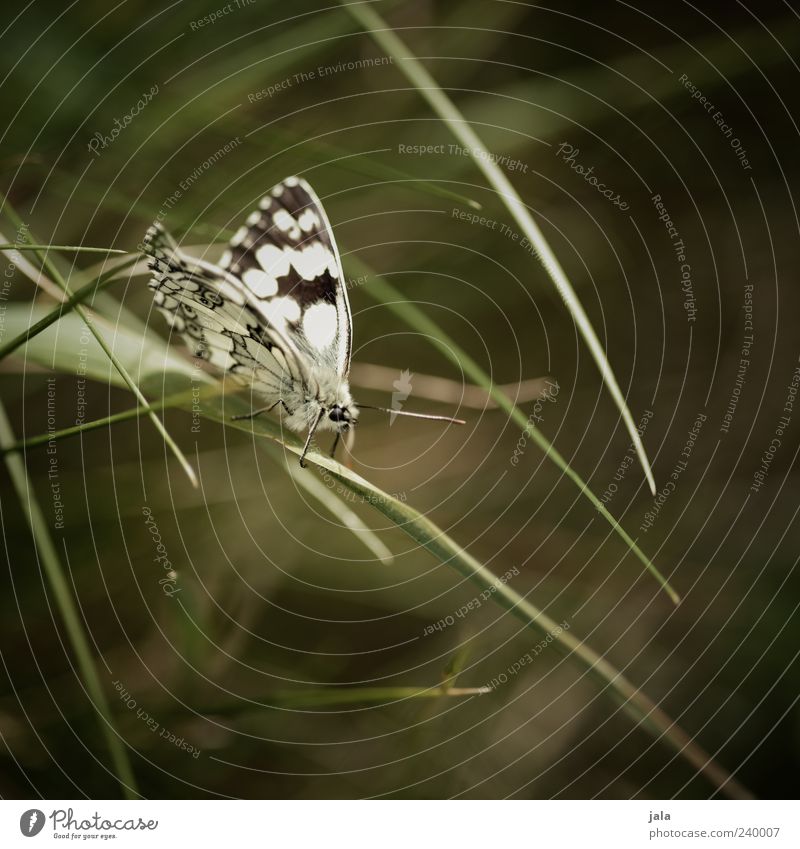 schmetterling Natur Pflanze Tier Gras Wildtier Schmetterling Tiergesicht Flügel 1 ästhetisch grün schwarz weiß Farbfoto Außenaufnahme Menschenleer Tag