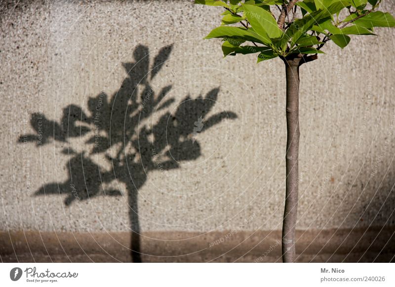 unsere stadt soll grüner werden Umwelt Schönes Wetter Pflanze Baum Blatt Mauer Wand Schattenspiel Wachstum grau Pflanzenteile Botanik Grüner Daumen