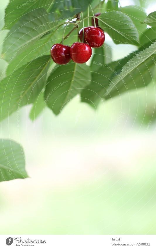 Knacker, Kracher oder... Lebensmittel Frucht Bioprodukte Kirsche Ernährung Gesundheit Gesunde Ernährung Natur Pflanze Sommer Baum Blatt hängen frisch saftig süß