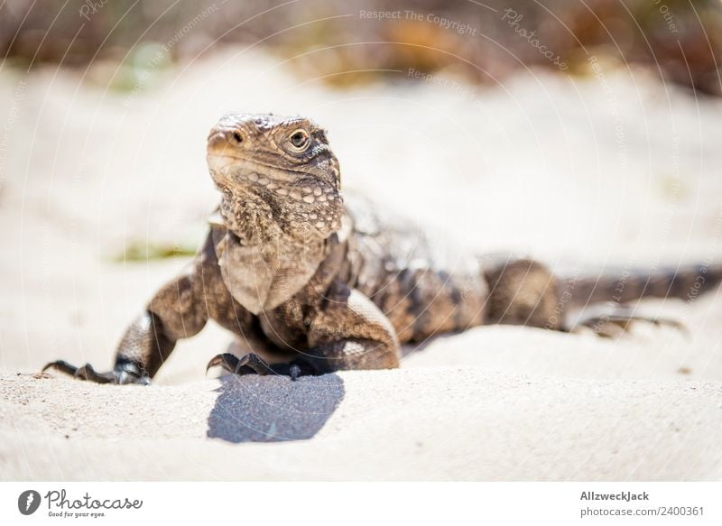 Portrait eines Leguan Tag Menschenleer Tierporträt Leguane Reptil Sand Sommer Schönes Wetter Blick in die Kamera Ferien & Urlaub & Reisen Reisefotografie Strand