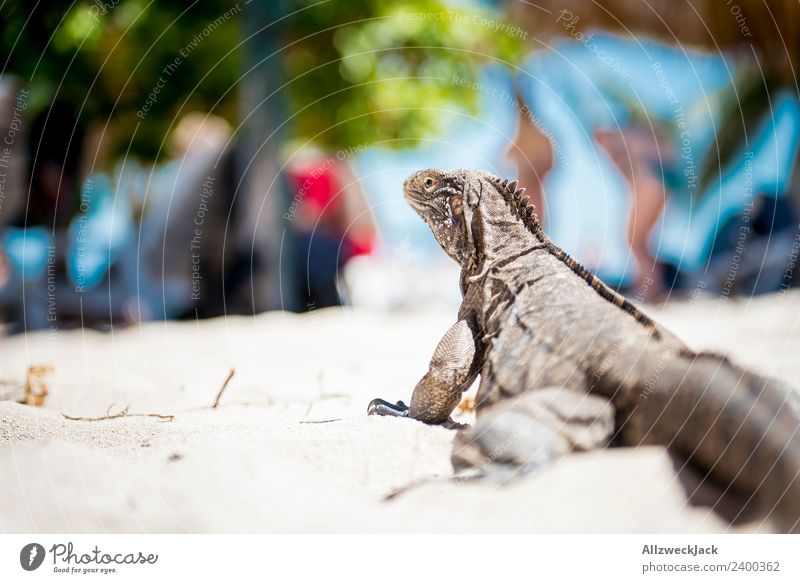 Portrait eines Leguan von hinten Tag Menschenleer Tierporträt Leguane Reptil Sand Sommer Schönes Wetter Blick in die Kamera Ferien & Urlaub & Reisen