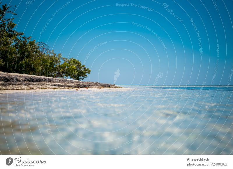 am Strand einer paradiesischen Insel in der Karibik Tag Menschenleer Paradies Palme schön traumhaft Wasser Meer maritim Blauer Himmel Wolkenloser Himmel Sommer
