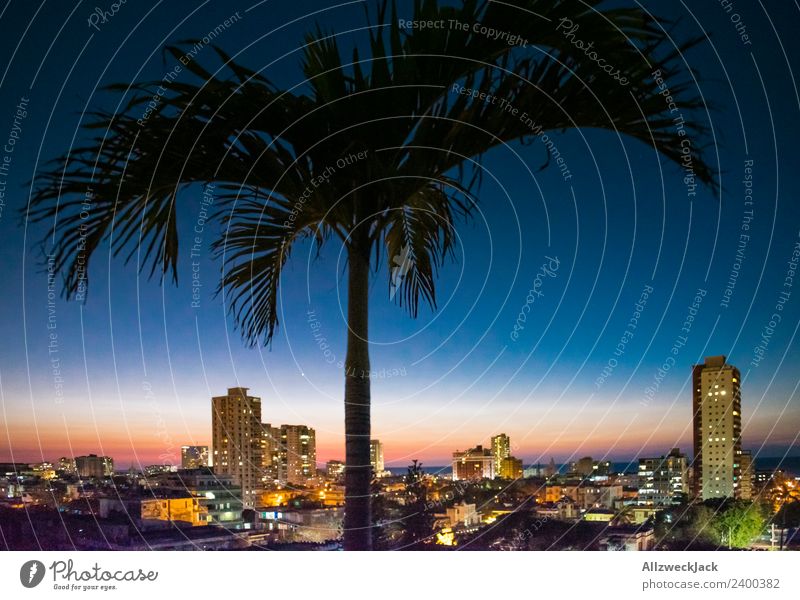 Skyline von Havanna bei Nacht mit Palme Panorama (Aussicht) Menschenleer Sommer Sonne Ferien & Urlaub & Reisen Insel Ferne Meer Wolkenloser Himmel Stadt