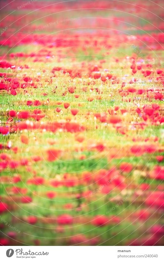 Mohnwiese Natur Landschaft Frühling Sommer Pflanze Blume Gras Nutzpflanze Mohnblüte Mohnfeld Blühend außergewöhnlich fantastisch modern schön rot Farbfoto