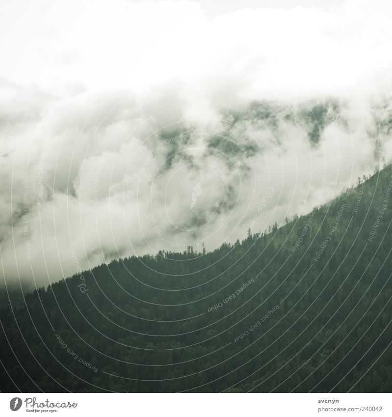 Weisse Welle Natur Landschaft Wolken schlechtes Wetter Wald Alpen Berge u. Gebirge grün Außenaufnahme Menschenleer Morgen Wolkenfeld Wolkenwand Wolkenschleier