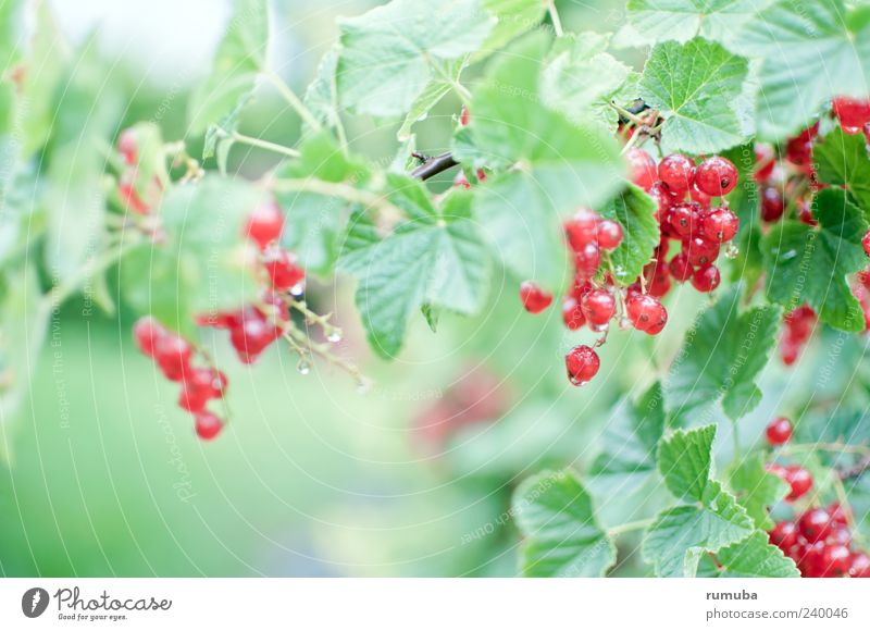 Rote Johannisbeere - Ribes rubrum Lebensmittel Frucht Ernährung Vegetarische Ernährung Gesundheit Natur Sommer Pflanze Blatt lecker Johannisbeeren