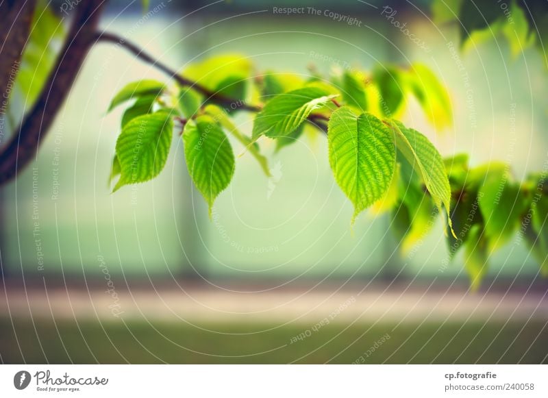 Stadtgrün Pflanze Sonnenlicht Frühling Sommer Schönes Wetter Baum Blatt Grünpflanze natürlich Farbfoto Detailaufnahme Tag Licht Schatten Kontrast