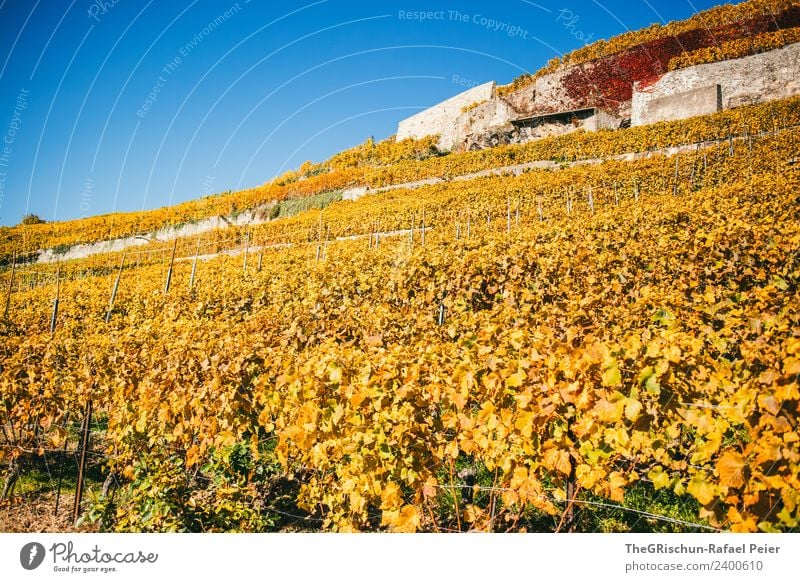 Rebberge Umwelt Natur Landschaft blau braun mehrfarbig gelb gold Wein Weinberg Weintrauben Herbst niedlich Blatt Weltkulturerbe Mauer Schweiz Farbfoto