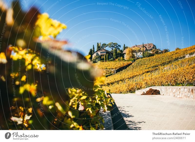 Haus in den Reben Natur Landschaft blau braun mehrfarbig gelb gold Wein Weinberg Weintrauben Idylle Blatt Straße Wege & Pfade Blauer Himmel Herbst Schweiz