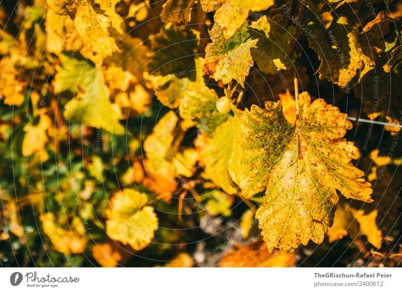 Goldene Blätter Natur Landschaft Pflanze braun gelb gold Blatt Weintrauben niedlich Herbst mehrfarbig Strukturen & Formen Wachstum Farbfoto Außenaufnahme