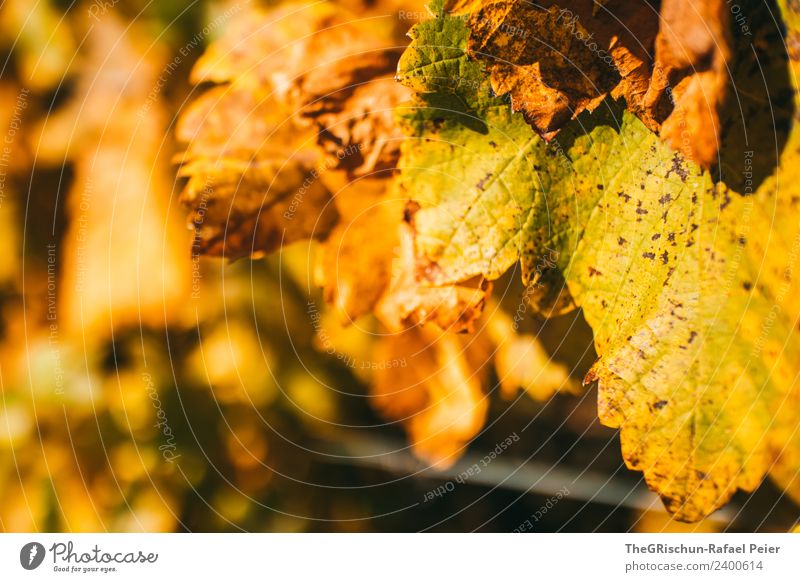 Blatt Umwelt Natur Pflanze braun gelb gold Detailaufnahme welk Wein Weintrauben Herbst Makroaufnahme Farbfoto Außenaufnahme Textfreiraum links Tag Abend