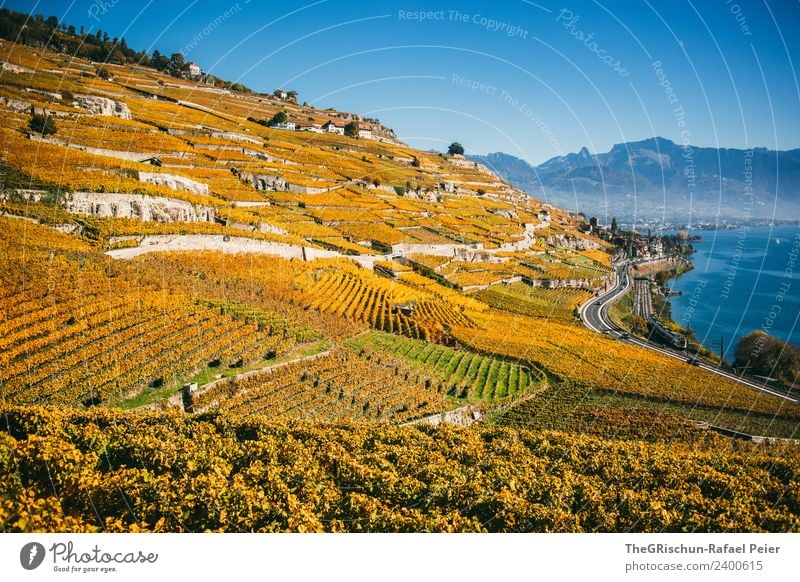 Weinberge Natur Landschaft Pflanze blau braun gelb gold grün Weintrauben Berge u. Gebirge Genfer See Aussicht Ferne Berghang Herbst Schweiz Weltkulturerbe