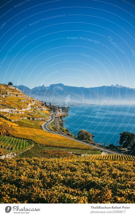Rebberg Umwelt Natur Landschaft blau braun gelb gold grün weiß Himmel Berge u. Gebirge Wasser See Genfer See Weltkulturerbe Wein Pflanze Weintrauben Weinberg