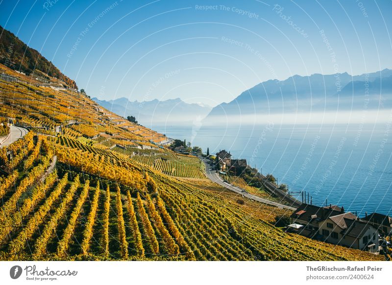 Reben Natur Landschaft blau braun gelb gold weiß Wein Wasser Weinberg Nebel Schleier Berge u. Gebirge Genfer See Straße Pflanze Aussaat Herbst Schweiz