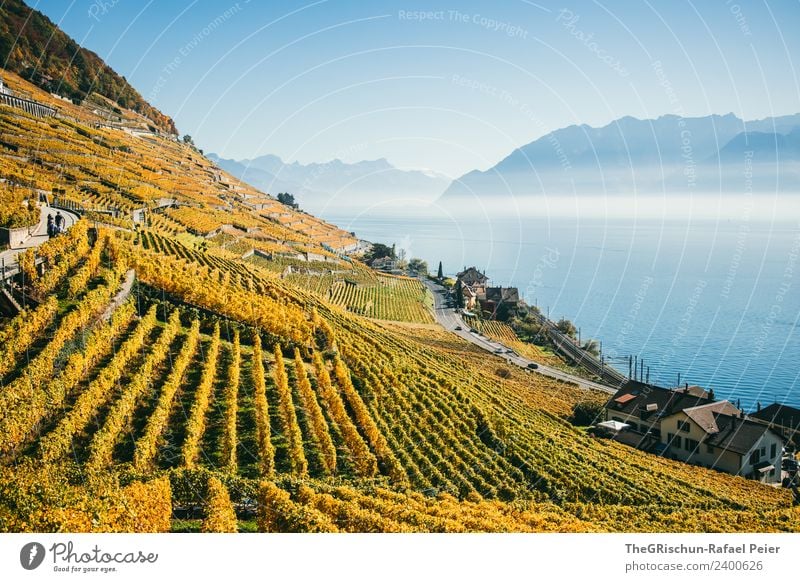 Reben Umwelt Natur Landschaft blau braun gelb gold weiß Wein Wasser Berge u. Gebirge See Genfer See Nebel Sonnenstrahlen Herbst Weltkulturerbe Schleier Haus