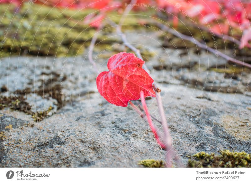 Rotes Blatt Natur Pflanze rot herzförmig Wachstum Herbst Stein Farbfoto Außenaufnahme Detailaufnahme Makroaufnahme Menschenleer Textfreiraum links