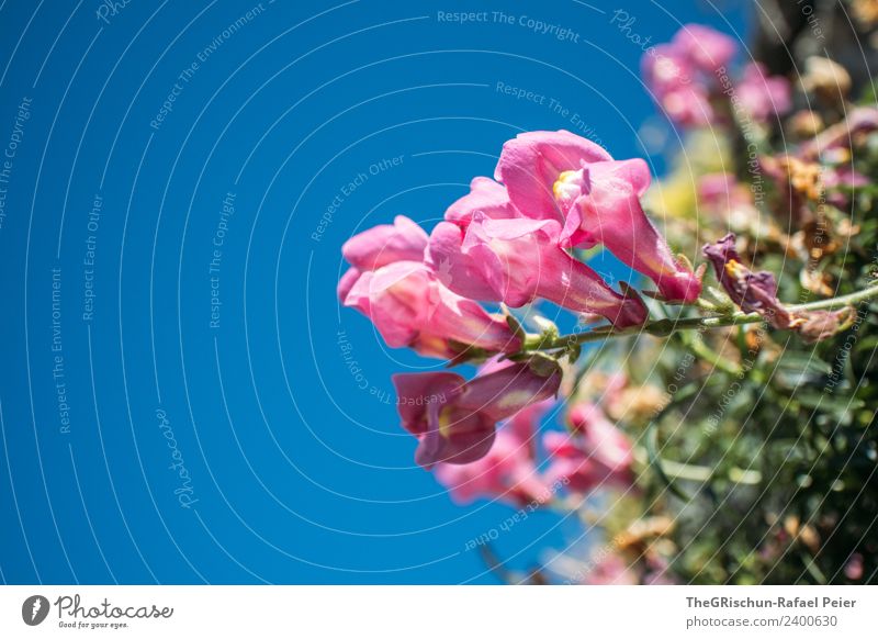 Blume Natur Pflanze blau rosa Blühend Blüte Wachstum Schwache Tiefenschärfe Detailaufnahme Farbfoto Außenaufnahme Makroaufnahme Textfreiraum links Tag