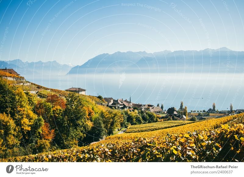 Rebberg Umwelt Natur Landschaft blau mehrfarbig gelb gold grün Weinberg Schweiz Herbst Genfer See Berge u. Gebirge Dunst Nebel Pflanze Weintrauben Farbfoto
