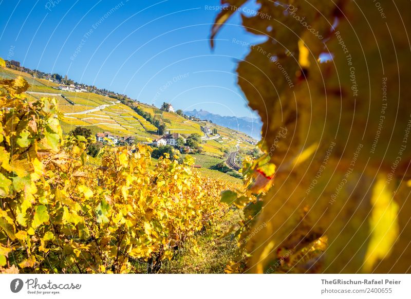 Herbst im Weinberg Natur Landschaft blau braun gelb gold grün orange Weinlese Pflanze Weintrauben Wege & Pfade Haus Farbfoto Außenaufnahme Menschenleer