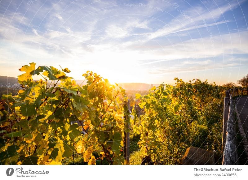 Herbst Umwelt Natur braun gelb gold grün Himmel Wolken Wein Pflanze Hügel Sonnenuntergang Stimmung Wärme Farbfoto Außenaufnahme Menschenleer Textfreiraum oben
