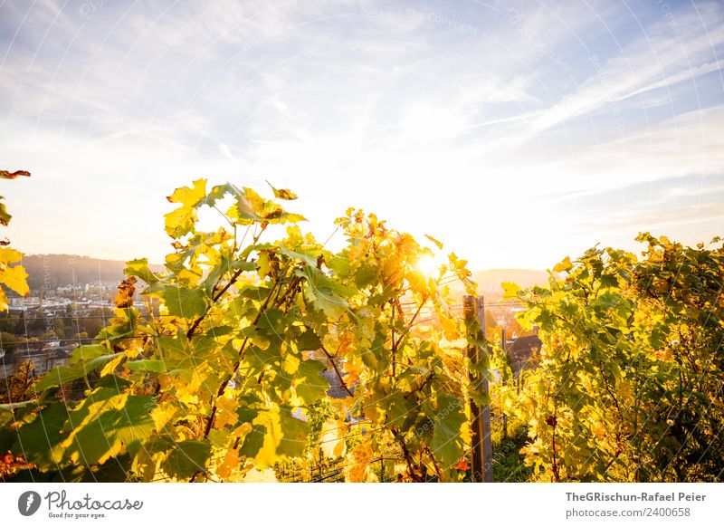 Gegenlicht Umwelt Natur blau gelb gold grün Wein Sonne Sonnenuntergang Stimmung Winterthur Wolken Farbfoto Außenaufnahme Textfreiraum oben Abend Dämmerung