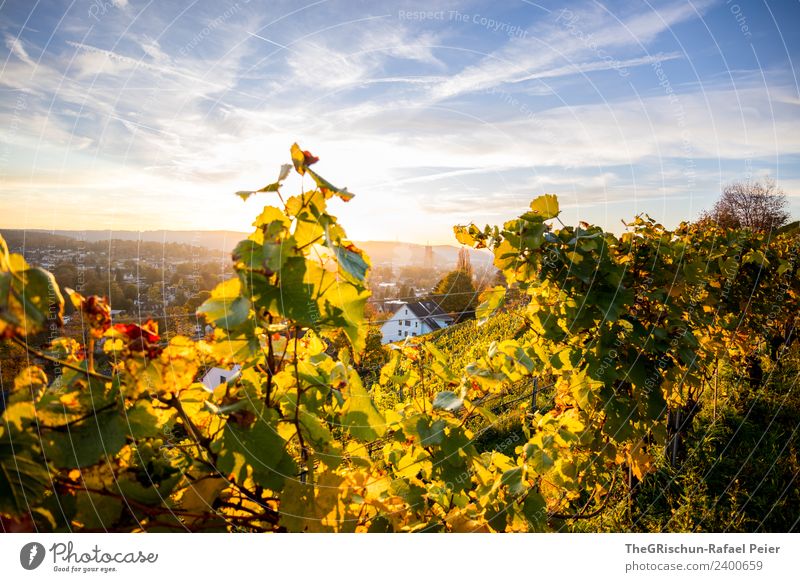 Winterthur Umwelt Natur Landschaft gelb gold grün Himmel Stimmung Sonnenuntergang Wein Stadt Herbst Wärme Farbfoto Außenaufnahme Menschenleer Textfreiraum oben