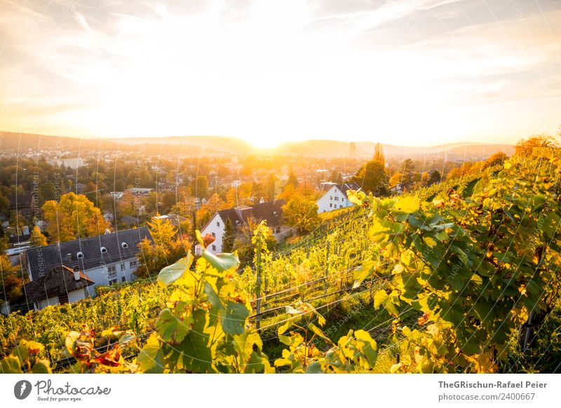 Sonnenuntergang Umwelt Natur Himmel blau gelb gold grün Wein Winterthur Stadt Haus Gegenlicht Stimmung Farbfoto Außenaufnahme Menschenleer Textfreiraum oben Tag