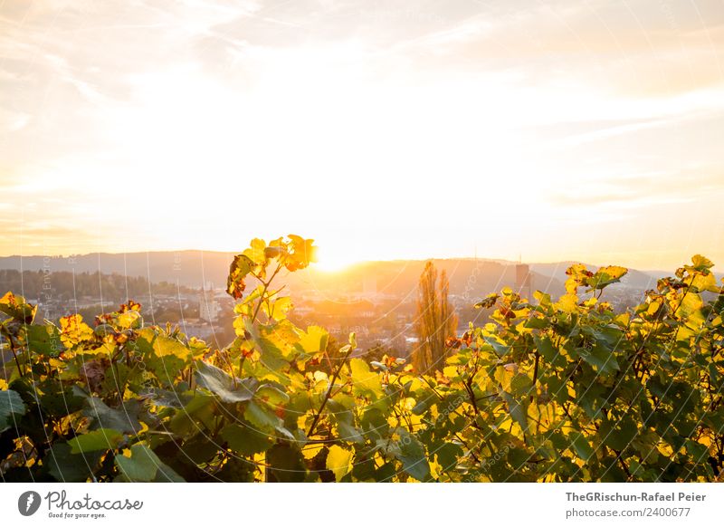 Herbst-Stimmung Natur Landschaft braun gelb gold grün Winterthur Wein Sonnenuntergang Gegenlicht Farbfoto Außenaufnahme Menschenleer Textfreiraum oben Abend