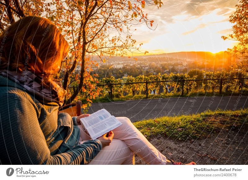 Lesen Umwelt Natur braun mehrfarbig gelb gold grün Winterthur Wein Sonnenuntergang lesen bequem Idylle Erholung Farbfoto Außenaufnahme Textfreiraum oben Abend