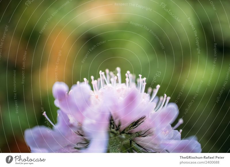 Blumendetails Natur Pflanze grün violett Blüte Detailaufnahme Makroaufnahme Stempel Pollen Farbfoto Außenaufnahme Menschenleer Textfreiraum oben