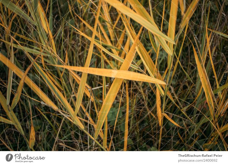 Gras Natur Pflanze gelb gold grün Schilfrohr Wiese Farbfoto Außenaufnahme Nahaufnahme Detailaufnahme Makroaufnahme